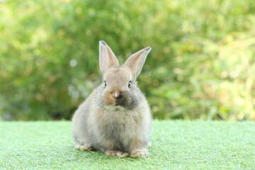 Cute litte rabbit on green grass with natural bokeh as background. Young adorable bunny playing in garden.