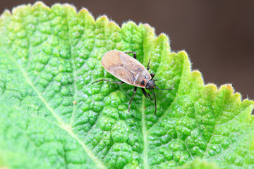 Bugs on green leaves, North China