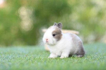 Baby cute and adorable rabbit sitting on green grass. Small and young bunny  is a lovely furry pet.  Easter concept on yellow background, egg and grass with bokeh as nature background