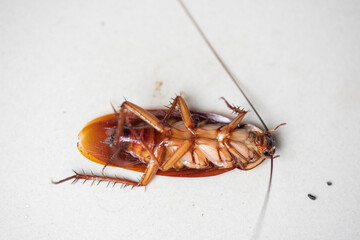 Cockroach on white background, insect cockroaches dead on floor in home get rid cockroach bug...