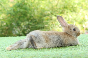 Cute litte rabbit on green grass with natural bokeh as background. Young adorable bunny playing in garden.
