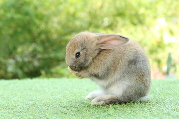 Cute litte rabbit on green grass with natural bokeh as background. Young adorable bunny playing in garden.