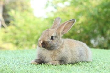 Cute litte rabbit on green grass with natural bokeh as background. Young adorable bunny playing in garden.