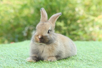 Cute litte rabbit on green grass with natural bokeh as background. Young adorable bunny playing in garden.