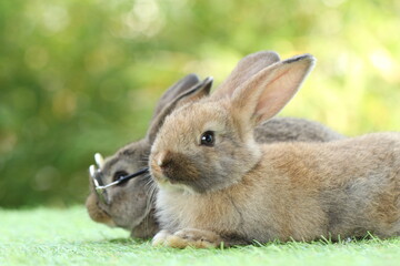Student and school concept ⁬with cute litte rabbit wearing eyeglasses on green grass with natural bokeh as background. Young adorable bunny playing in garden.