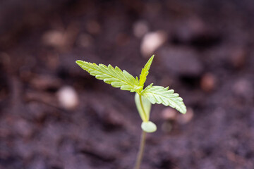 Marijuana seed natural small green hemp sprout seedling, cannabis seeds on soil background, close up of planting hemp seeding agriculture herbal medicine