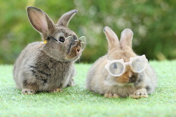 Student and school concept ⁬with cute litte rabbit wearing eyeglasses on green grass with natural bokeh as background. Young adorable bunny playing in garden.