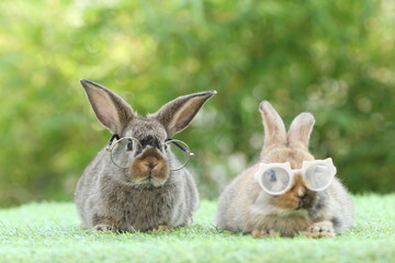 Student and school concept ⁬with cute litte rabbit wearing eyeglasses on green grass with natural bokeh as background. Young adorable bunny playing in garden.