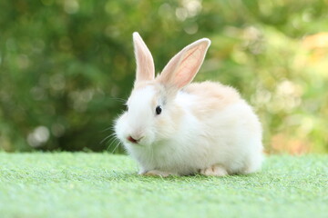 Cute litte rabbit on green grass with natural bokeh as background. Young adorable bunny playing in garden.