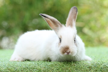 Cute litte rabbit on green grass with natural bokeh as background. Young adorable bunny playing in garden.