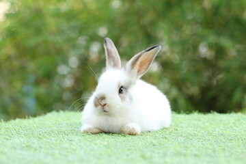 Cute litte rabbit on green grass with natural bokeh as background. Young adorable bunny playing in garden.