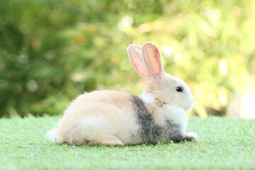 Cute litte rabbit on green grass with natural bokeh as background. Young adorable bunny playing in garden.