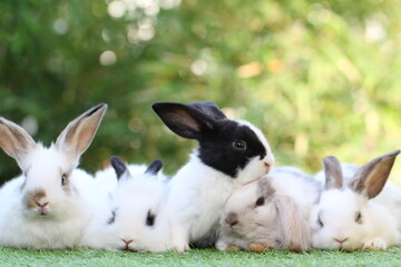 Cute litte rabbit on green grass with natural bokeh as background. Young adorable bunny playing in garden.