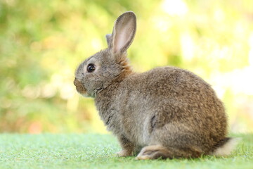 Cute litte rabbit on green grass with natural bokeh as background. Young adorable bunny playing in garden.