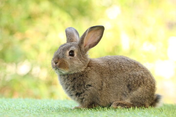 Cute litte rabbit on green grass with natural bokeh as background. Young adorable bunny playing in garden.