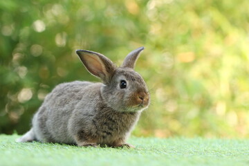 Cute litte rabbit on green grass with natural bokeh as background. Young adorable bunny playing in garden.