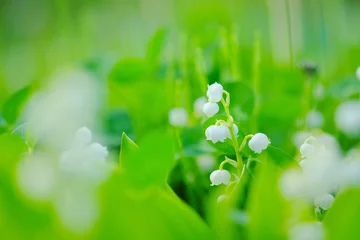 Foto op Plexiglas 美しいスズランの花 © yao-mi93