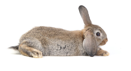 Young adorable bunny sits on white background. Cute baby rabbit for Easter and new born celebretion.  2 months pet