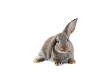 Young adorable bunny sits on white background. Cute baby rabbit for Easter and new born celebretion.  2 months pet