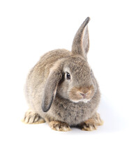 Young adorable bunny sits on white background. Cute baby rabbit for Easter and new born celebretion.  2 months pet