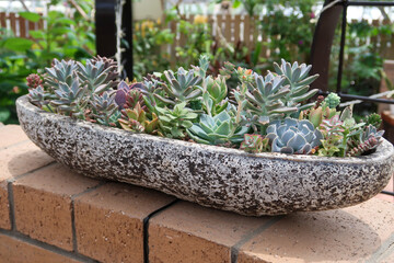 おしゃれな多肉植物の寄せ植え