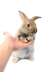 Young adorable bunny sits on white background. Cute baby rabbit for Easter and new born celebretion.  2 months pet