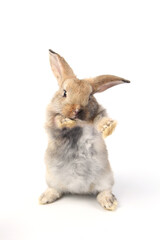 Young adorable bunny sits on white background. Cute baby rabbit for Easter and new born celebretion.  2 months pet