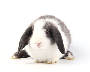 Young adorable bunny sits on white background. Cute baby rabbit for Easter and new born celebretion.  2 months pet