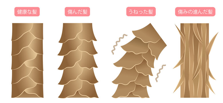 健康な髪　傷んだ髪　キューティクル