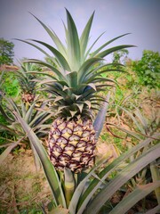 Pineapple, Pineapple tropical fruit, pineapple plantation, pineapple growing, Pineapple Plant