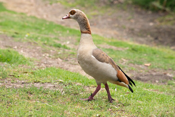An adult Egyptian goose on the meadow in Huntington Beach