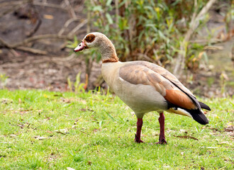 Egyptian Goose at Huntington Beach Park