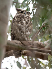 A large male great horned owl perched on a branch at the Huntington Beach Central Park in California