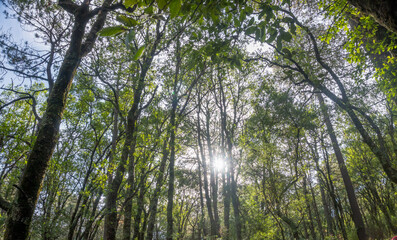 The fresh green trees on the hiking trail leading to malinche volcanic mountain in Mexico