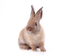 Young little adorable buny with big eyes on white backround