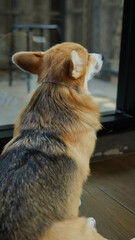 Corgi in modern house. Pembroke Welsh Corgi, originated in Pembrokeshire, Wales.  Welsh Corgi or Cardigan Welsh Corgi descend from northern spitz-type dogs.