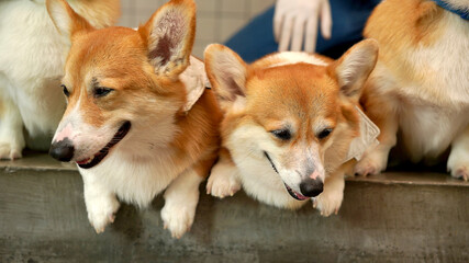 Corgi in modern house. Pembroke Welsh Corgi, originated in Pembrokeshire, Wales.  Welsh Corgi or Cardigan Welsh Corgi descend from northern spitz-type dogs.