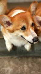 Corgi in modern house. Pembroke Welsh Corgi, originated in Pembrokeshire, Wales.  Welsh Corgi or Cardigan Welsh Corgi descend from northern spitz-type dogs.