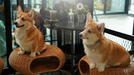 Corgi in modern house. Pembroke Welsh Corgi, originated in Pembrokeshire, Wales.  Welsh Corgi or Cardigan Welsh Corgi descend from northern spitz-type dogs.