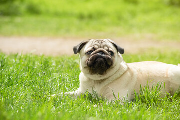 a young pug lies on the green grass while walking with a funny face