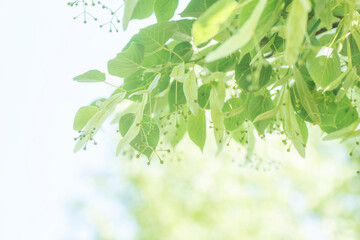 爽やかなセイヨウシナノキの風景