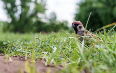 Young sparrow is standing in the grass on the lawn. Portrait of the bird. Close-up.