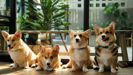 Corgi in modern house. Pembroke Welsh Corgi, originated in Pembrokeshire, Wales.  Welsh Corgi or Cardigan Welsh Corgi descend from northern spitz-type dogs.