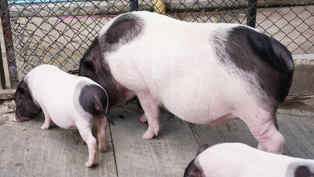 White and black dot small pig and adult pig as friendly pet. Lovely and cute piggy.