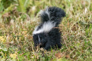 skunk and raccoon in the grass
