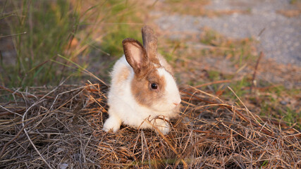 Rabbit in green field and farm way. Lovely and lively bunny in nature with happiness. Hare in the forest.