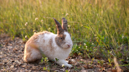 Rabbit in green field and farm way. Lovely and lively bunny in nature with happiness. Hare in the forest.