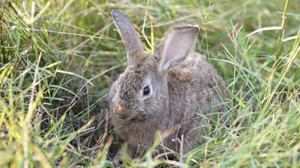 Rabbit in green field and farm way. Lovely and lively bunny in nature with happiness. Young rabbit in forest.