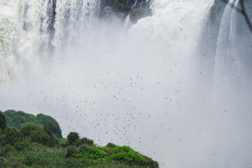 Many swifts flying near Devil's Throat at Iguazu Falls