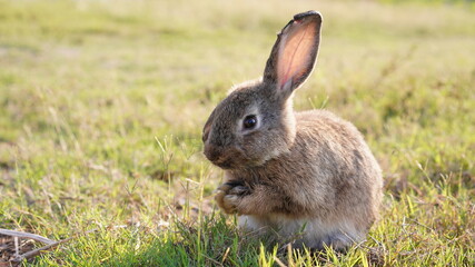 Rabbit in green field and farm way. Lovely and lively bunny in nature with happiness. Young rabbit in forest.
